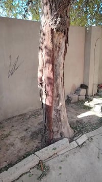 الفحامه يوجد شجرة سدرللبيع 07722090905