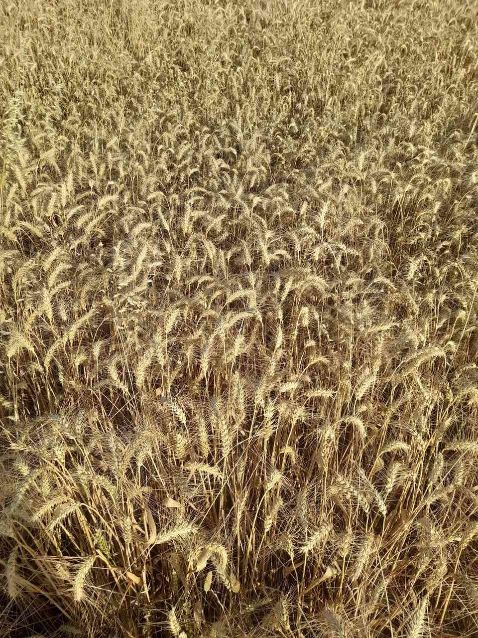 سلام عليكم  بذور مقلفات حنطه عربيه  ***********
