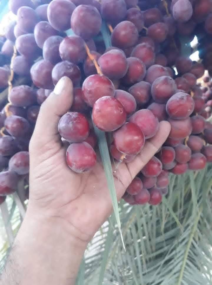سلام عليكم محبي زراعة النخيل يتوفر الدينا فسال البيع.
  برحي.. 💫
شويثي احمر.💫.. مكتوم...💫 بريم.. جوزي احمر.. 💫
عنوان ذي قار💫 سوق الشيوخ. ***********
