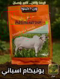 بذور بونيكام اسباني بروتين ٢٥ بالمية  علف حيواني المفضل  طريقة زراعته ...