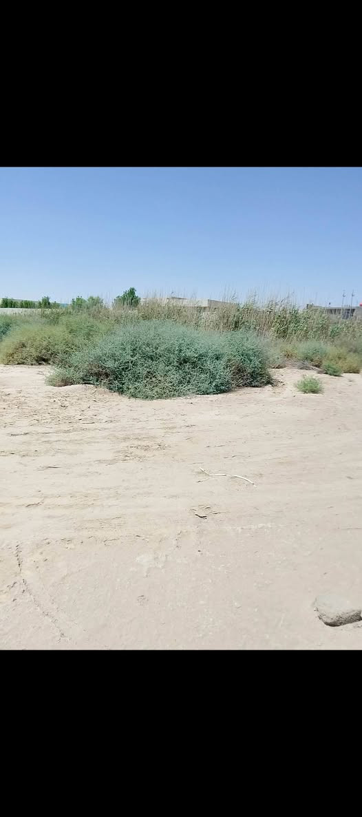 السلام عليكم عدنه دولم لبيع
 3دولام الوجه 150والنزال 250 
و5ودولالم الوجهه 250والنزال 250
لبيع طابو 25حق التصرف طابو التفاصي ***********
