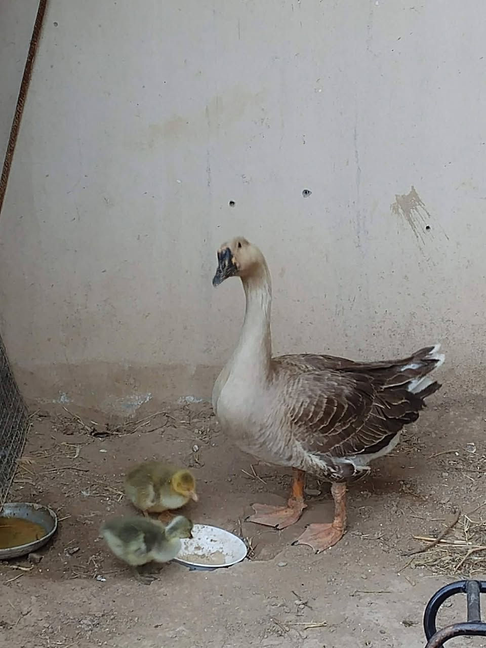 بۆ فرۆشتن لەکەلار
***********
