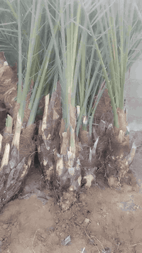 بريم السعر ٣٥ ويوجد لدينا توصيل ٠٧٧١٨٦٢٠٧٧٨