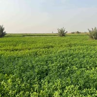 صويره طرق المطار • ٧دونم • كهرباء ماء سقي