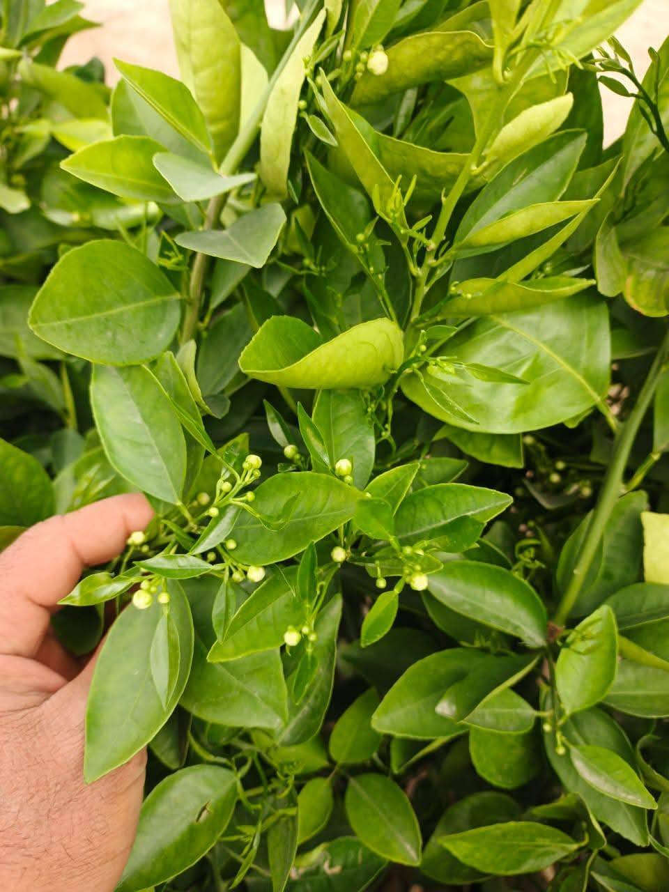 متوفر شتلات
#تين العبيدي السعودي
#رمان اليمني
#نومي حامض مزهر
#برتقال مزهر
#مشمش الاحمدي الكربلائي
#كوجه الخضره الكربلائيه
#عرموط صيفي
#سفرحل
#الو احمر والاصفر
#تكي الكندي
#تكي الهندي السلبوحي الاسود والابيض
#سدر تفاح بصراوي
#سدر تفاح تايلندي وعرموط تايلندي

#توفرت كافة اشجار الزينه

#الكاردنيا الاون الابيض 
#جاكرندا البنفسجيه
#الانتكوما الصفراء
#الجاكروفا
#متسلق المرجان البرتقالي
#متسلق النسرين
#متسلق الياسمين الاصفر
#ورد الحوري الهولندي
#ورد الجوري الايراني
#ورد السلطان
#شبو اليل
#البتونيا اللوان مختلفه
#المينا الوان مختلفه
#النعناع
#نبته السجاد بالوان مختلفه
 #نبته البخور
#نبته دم العاشق
#نبته المكحله
#نبات الكلوجه
#نبات شوكة المسيح 
#تتوفر نباتات ضليه داخل اامشتل
عنوانا
الهاشميه الجربوعيه
توجد خدمة توصيل 
***********
