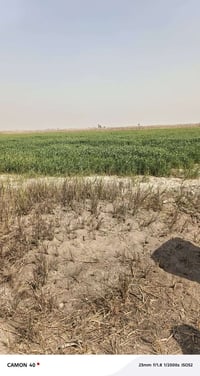 ١٥ دونم • طابو زراعي • جسر رعود