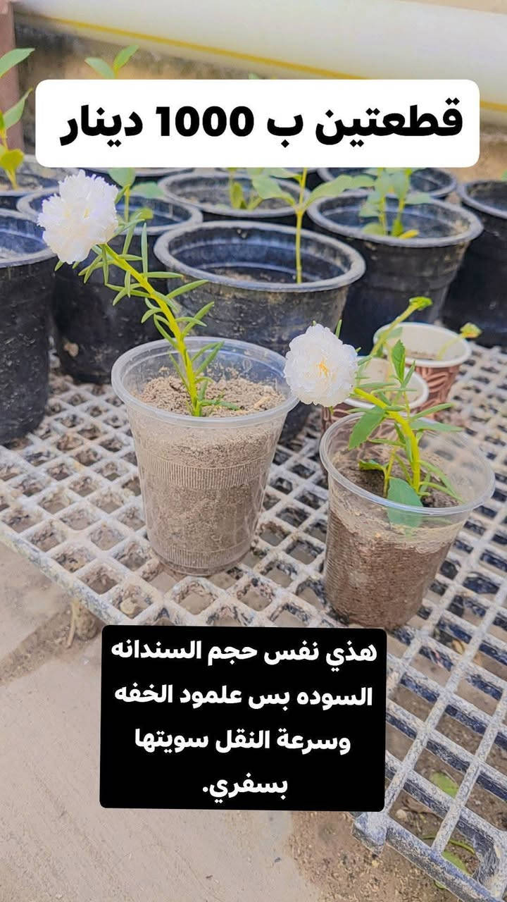 السلام عليكم
يتوفر ورد الصباح عراقي عراقي وليس مستورد 

التفاصيل داخل الصور 

للحجز مراسلة ع الخاص 

مكان ناصريه مركز . التوصيل فقط العلب لان الشركات ماتقبل تنقل سنادين ماعرف شنو المشكله.


**إذا كنت صاحب هذا الإعلان وتريد حذفه لأي سبب، رجاءا أرسل رسالة إلى الدعم الفني**