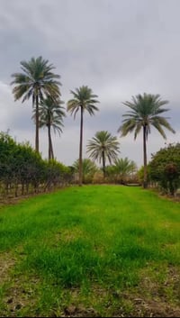 للبيع للبيع نصف دونم 1250 م الواجهه 25 م نزال 50  فول خدمات الموقع - ب...