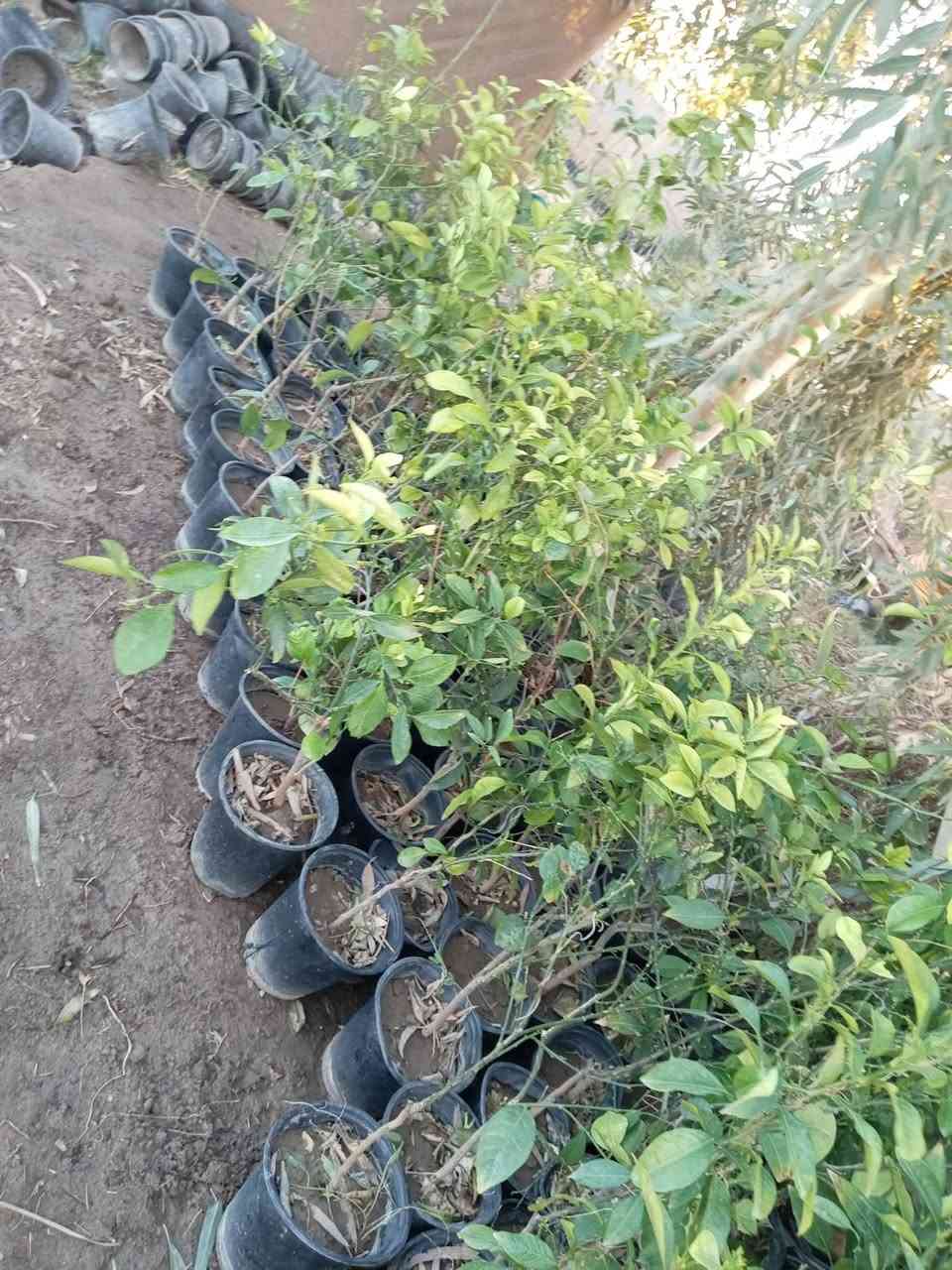 اللهم صلي على محمد وآل محمد يوجد لدي جميع انواع الشتلات بسعر جمله الأسعار مناسبه العنوان الحمزه الشرقي بشبلاويات يم معمل السكر عمود 272 متواجدين من ل7صباحا له 6لعصر ***********
