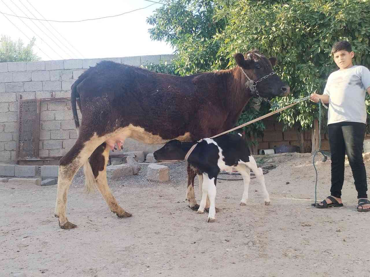 السلام عليكم ورحمة الله وبركاته بجر اول بطن والده ع كل عيب شرط الحليب شرط الدسامه السعر مليونين ٤٥٠ بيهامجال الاستفسار ع هذا الرقم ***********  ملاحضه يرهم مراوس بحلال موقع ناحية الزاب
