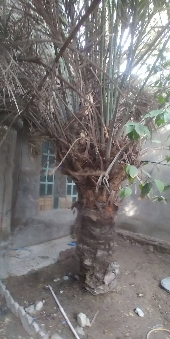 عندي نخلة بيهة ٤فسلان مندلاوي للبيع الي اريدهن يجي يشلعهن من امهن بعقوبة مفرك منطقه حجي ناصر قرب مدرسة لاؤزعي ***********
