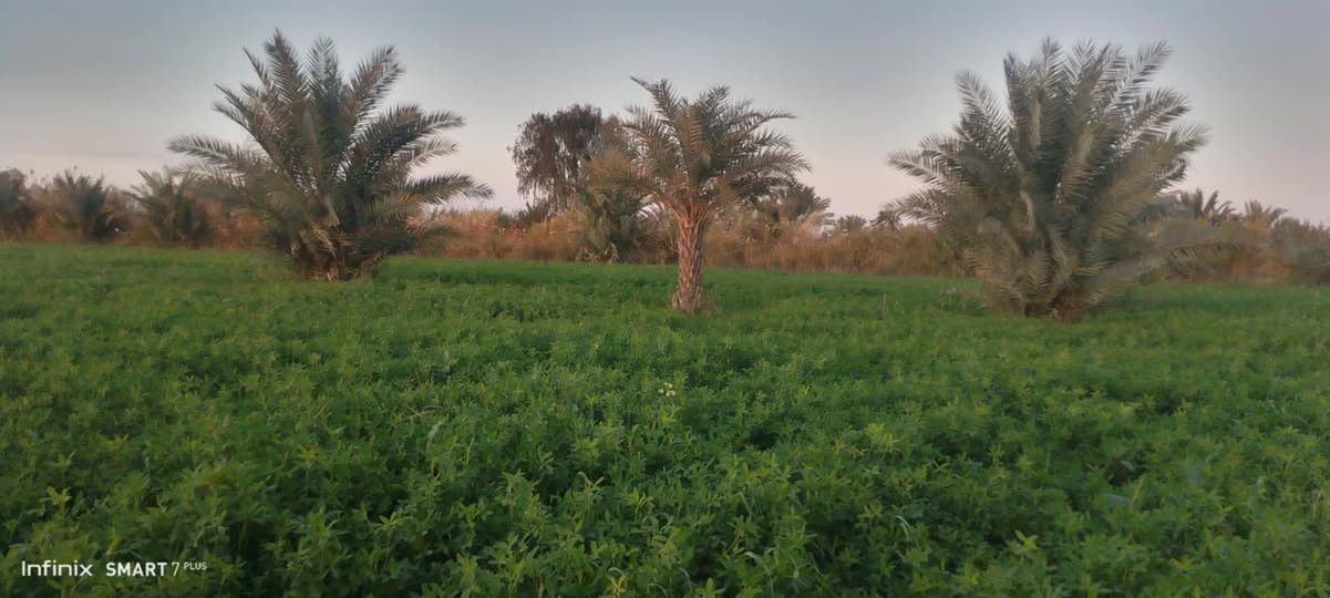 ارض زراعيه معه دار  المساحه 16 دونم قانون 117 ارض جيده تبعد عن طريق بغداد كوت 1200 متر طريق سبيس المكان العزيزيه لاستفسار اكثر ***********
