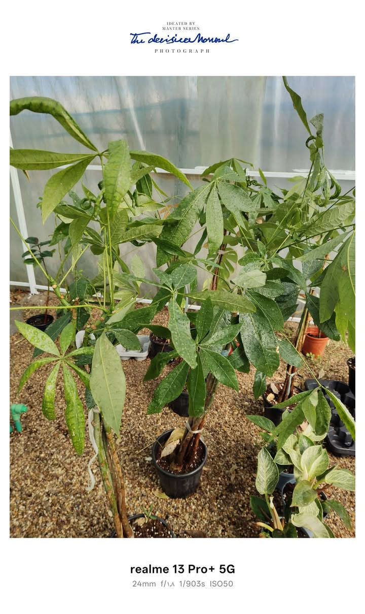 يالله .على بركه الله تم وصول وجبه جديده من نباتات المنزلية. العنوان جمعيه الاولى قرب  مدرسه الفرزدق


**إذا كنت صاحب هذا الإعلان وتريد حذفه لأي سبب، رجاءا أرسل رسالة إلى الدعم الفني**