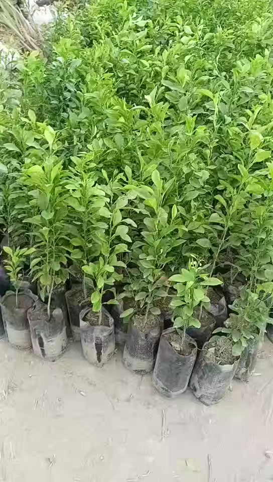 جمعه مباركه على الجميع أن شاء الله تعالى 
وصول وجبه جديده من الرارنج سعر ب500
لومي حامض عراقي مطعم على رارنج ب750
كلشي متوفر داخل مشتل رسول الزراعي 
العنوان بابل مشروع المسيب شارع ابو لجاسم نهايته قرب التفصيخ للسيارات القديمه مشتل رسول الزراعي 
لا يوجد توصيل 
***********
