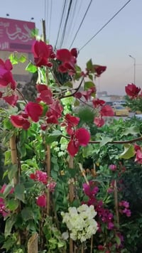 عرض العيد • حلة حي الصحة • كورنيش