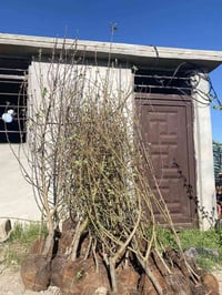 تفاح شرابي ٢-٣م • تكي كندي ٢-٢٫٥م • الحويجه قرب البگارة