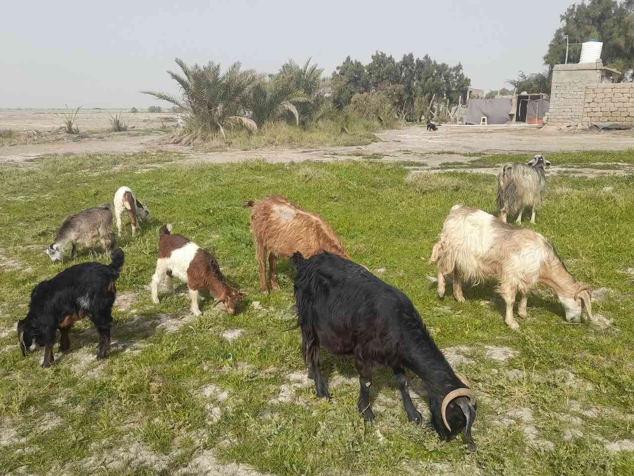 يالله
السلام عليكم للبيع صخول مطافيل عدد ٤ 

العشمه ورجينه ثاني بطن ورها بهمه 

السوده والبيضه متوسطات وراهن تيس وبهمه

الاحمره ضروسه حاكات شويه  وبيه ضعف ورها بهمه

صخول مشروطه سن وشطر وصحه بناتها كبار سعر شلع ٩٥٠ وبيهن مجال اذا تفريد ع ٢٥٠ الوحده 

لا يوجد توصيل ***********مكان سماوه قضاء الهلال
