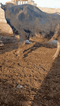 بسم الله الرحمن الرحيم جاموسه فراتي خط اول  ماخض عليها 7 شهور شرط فحص بيطار كل شروط الجني زكطه وعيب وصحة حد الولاد فقيره كلش العنوان ميسان *********** ***********
