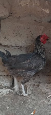 دجاجه عرب للبيع السعر 20 رقمي بي وتساب 07808225226