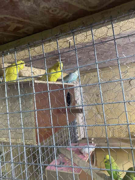 طيور حب هولنديات للبيع سعر خاص اوتصال ***********
