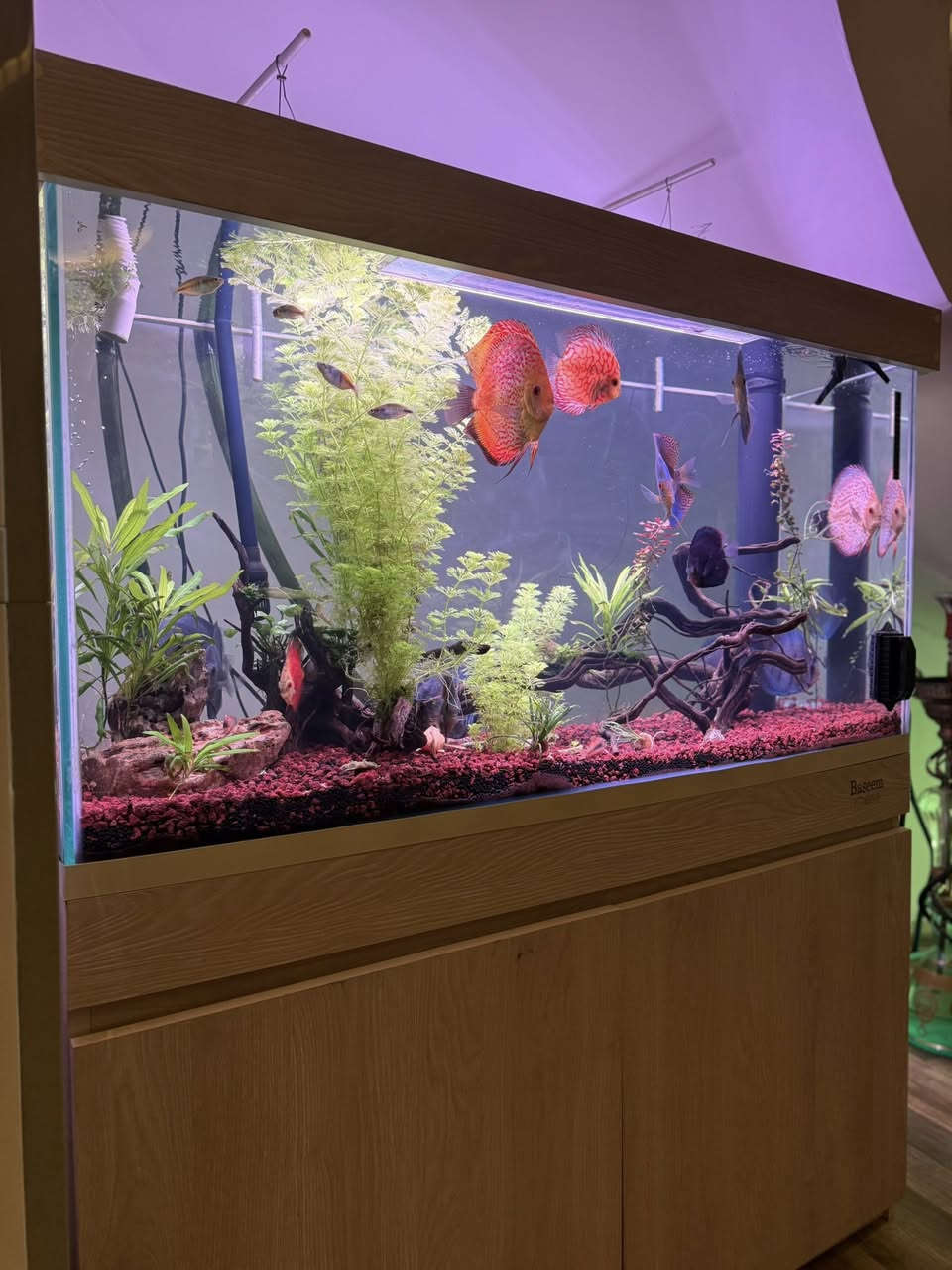 حوض قياس ١٢٠*٥٠*٦٠ عمل زجاج الترا كلير سامب مع كانستر ٣٠٠ لتر/بالساعة
الحوض وكامل ملحقاته للبيع ما عذا الانارة والاسماك
مكاني اربيل
السعر ٦٠٠ الف


**إذا كنت صاحب هذا الإعلان وتريد حذفه لأي سبب، رجاءا أرسل رسالة إلى الدعم الفني**