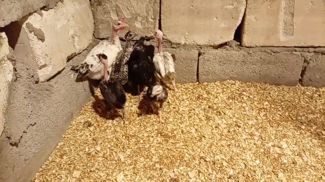 متاح أفراخ كويتي وابو ركيبة ثلاث زواج وتك اعمار مختلفة عنوان بصرة شط العرب تنومه شراي يتفضل خاص


**إذا كنت صاحب هذا الإعلان وتريد حذفه لأي سبب، رجاءا أرسل رسالة إلى الدعم الفني**