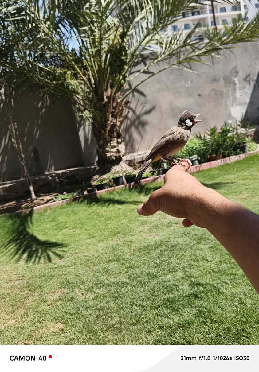 السلام عليكم شباب عندي هذا بيع بلبل ب
30,000 بصحه جيده واليف طينه


**إذا كنت صاحب هذا الإعلان وتريد حذفه لأي سبب، رجاءا أرسل رسالة إلى الدعم الفني**
