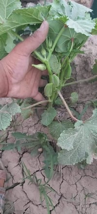 توجد لدينا بذور باميه فرنسيه الاربعينيه متعهده شرط التعهد والإنتاج لون...