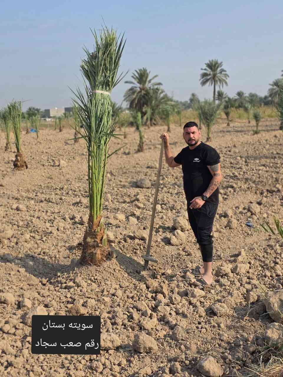 سلام عليكم ورحمة الله وبركاته
نعمل في قص النخيل ونبك ولقلنطوز /وحش الحدائق وتنظيف الحدائق🌴  🌳 عمل جيد وتكريب وكص التمر وتركيس وتلقيح النخل وشلع وزرع النخل وتظيف ونقل النخلة أو الشجرة بعد قصها إلى مكان بعيد عن المنزل... وكذلك تنظيف النخل وتقليم الكابرس.... الإتصال على هذا الرقم(*********** /***********) في خدمتكم أن شاء الله تعالى ومن الله التوفيق🤲🌴
