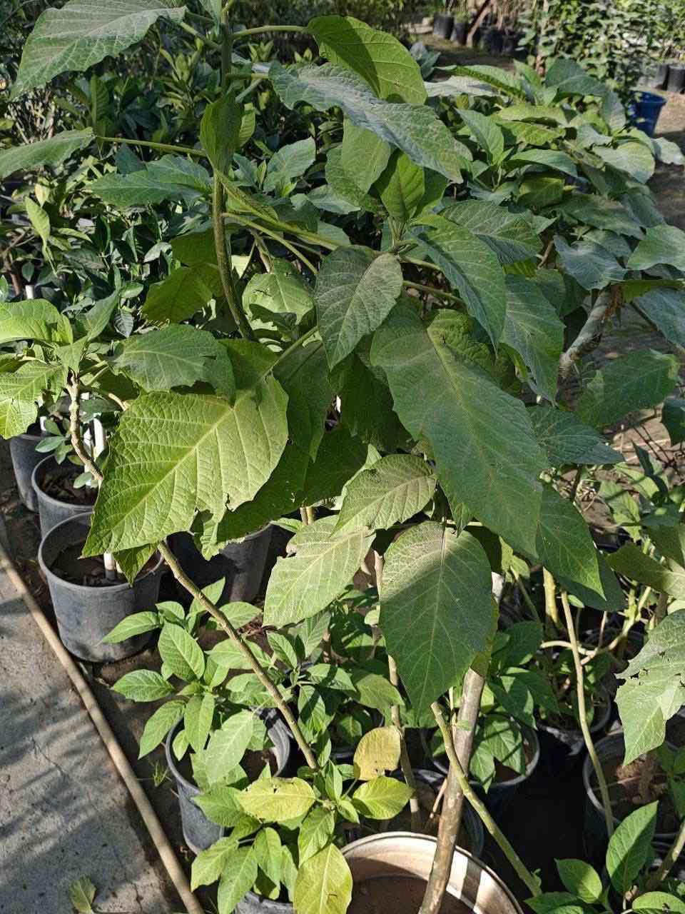 مشتل نباتات نادرة 🌿
🌺 نبتة Angel’s Trumpet (أبواق ملائكه)
✨ إذا تبحث عن نبتة ملفتة وفخمة تخلي حديقتك مميزة…  (Angel’s Trumpet) هي الاختيار المثالي 👌

🌿 المميزات
✔️ أزهار كبيرة متدلية بشكل أبواق رائعة 🌺
✔️ ألوان جذابة (أصفر، وردي، أبيض)
✔️ رائحة عطرية جميلة خصوصاً بالليل 🌙
✔️ تضيف فخامة وجمالية للمكان
💪 التحمل والقوة
✔️ تتحمل أجواءنا الحارة مع عناية بسيطة
✔️ سريعة النمو وتعطي منظر قوي بسرعة
✔️ مجرّبة وناجحة في العراق 🇮🇶
📏 الارتفاع: متر وأكثر
🚚 التوصيل: متوفر لجميع المناطق
🧑‍🌾 معلومات سريعة
تفضل مكان مشمس أو نصف ظل
تحتاج ري منتظم
التقليم يساعد على كثافة الإزهار
✨ ليش تختارها؟
نبتة تعطيك جمال + عطر + منظر فاخر 🌿

💰 السعر: 12,000 دينار
📦 شتلات قوية وجاهزة للغرس
📞 للحجز والاستفسار: ***********
🌿 مشتل نباتات نادرة – نوفر لكم أجمل النباتات 🌿
