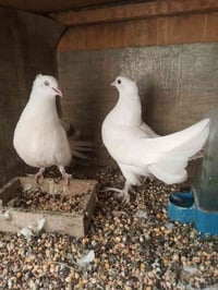 زوج طيور هنداوي • عرايس