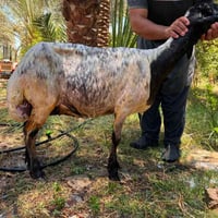 نعجه للبيع نعجه ناصحه فول خير من الله والده ٣بطون السعر ٣٧٥وبيها مجال ...