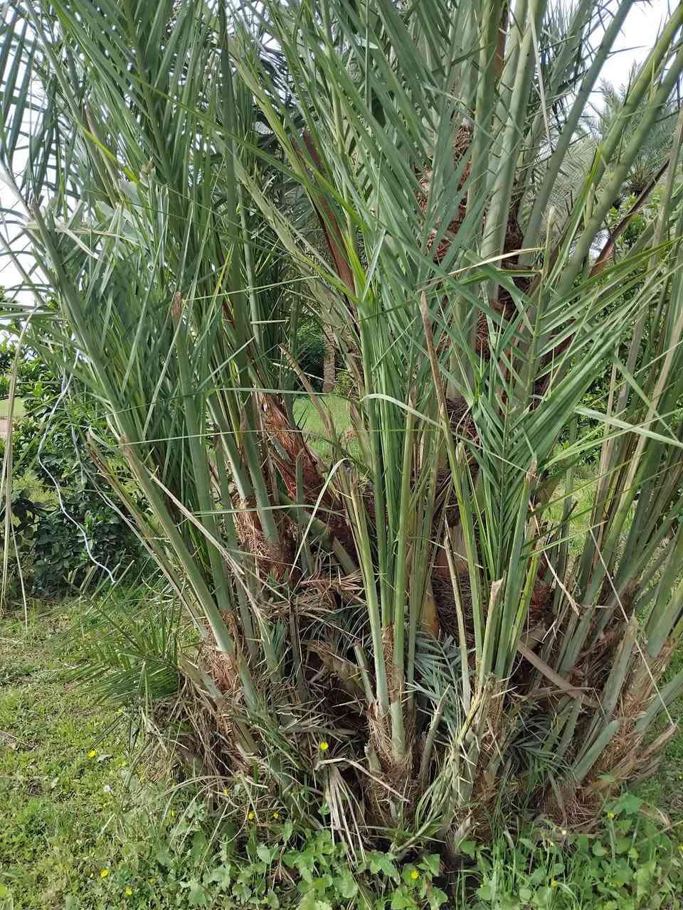 السلام عليكم يوجد تال زاهدي للبيع سعر التاله 10 مشلوع وكامل اي استفسار تواصل خاص او الاتصال على رقم ***********
