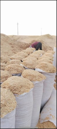 تبن حنطة • ابيض ناعم • كيس ٥٥