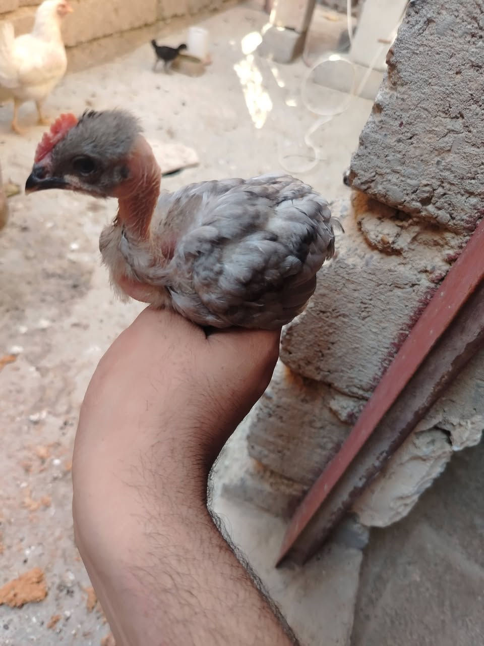 للبيع دجاجات عرب نضيفات وبياضات عدد ٤ مع دجاجه وافراخها ٦ فراريج بيهن رصاصيات واحد منهن مودلي ديج مكاني العلم للاستفسار ***********
