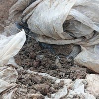 نايلون مقطّع ازواج • ديالى خان بني سعد