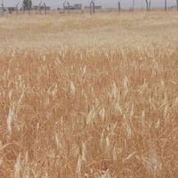 أرض زراعية • ٦٠٠٠م • خلف قاعه الدلشه