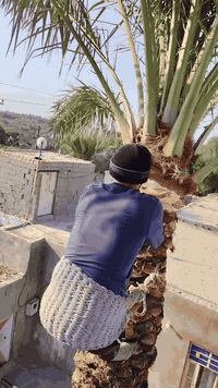 علي حازم  لتكريب النخيل  وبيع الفسائل بجميع الانواع وقص النخيل 0771129...