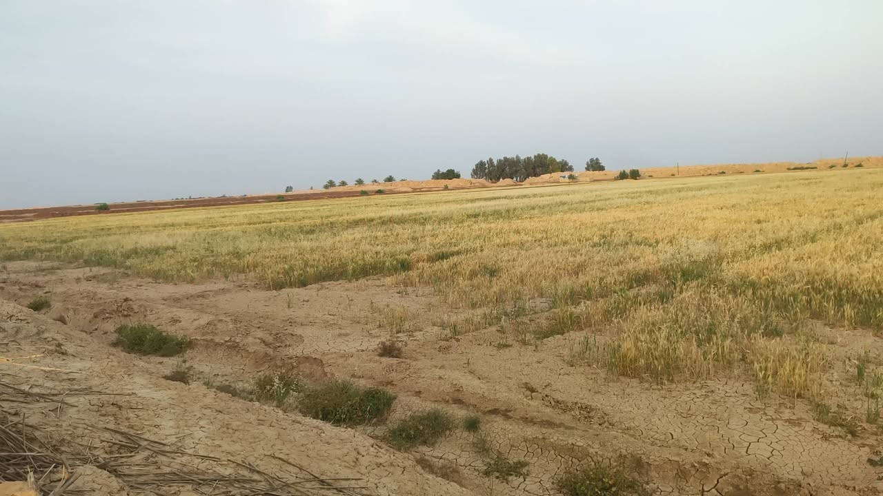 أرض زراعية للبيع المساحه 40 دونم صالحه للزراعه 

الاستفسار اتصل على هذا الرقم ***********

في بابل ناحية الشوملي
