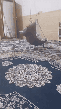 الي يريدها مجانا يراسلني او يتصل 07726796620