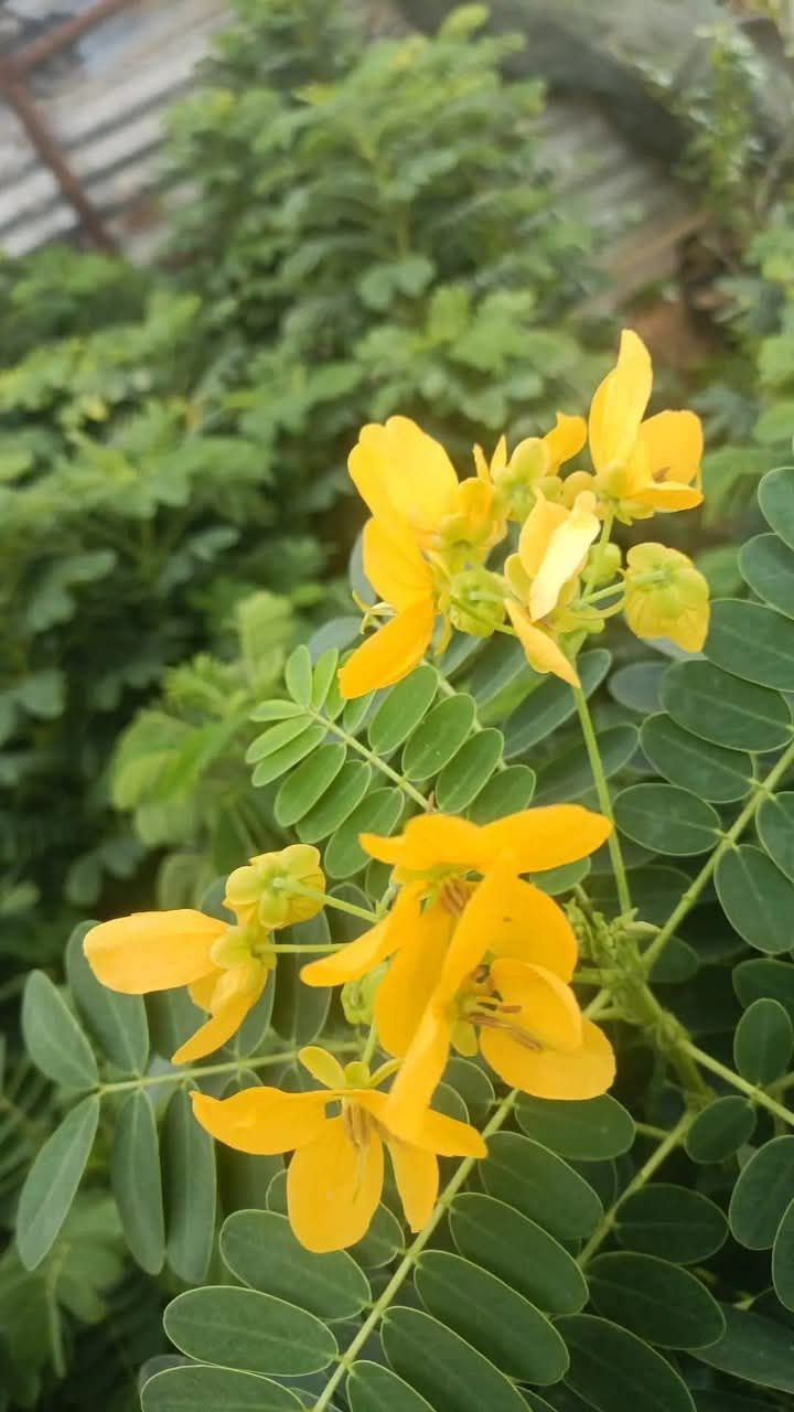 أكاسيا 💛✅
مصري اصفر 
  
مزهرة ورد حجم ممتاز 

الإرتفاع  متر ونص مزهر 
السعر // 7 ألف
 
شجره من الاشجار الجميلة واسعة الانتشار الناجحة في بلداننا العربية بأمتياز مزهره وزهورها الصغيره نسبيا متفتحة، الازهار ذات لون اصفر لامع جدا وكثيفة جداً الاوراق مركبه خضراء اللون. غالبا ما يتم الازهار علي مدار السنه و لكن يكون بشكل اقوي في فصول الربيع و الصيف و الخريف

عنوان تقاطع سبعه نيسان 
مشتل المصطفى  
***********
