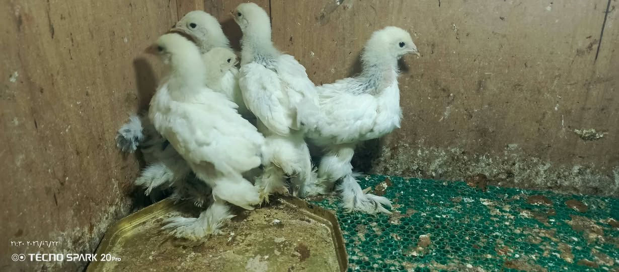 سلام عليكم متاح
افراخ براهمه 
لعمر 25يوم 
لعدد 18زوج 
سعر لزوج 25
مكاني تكريت لقادسيه 
***********
