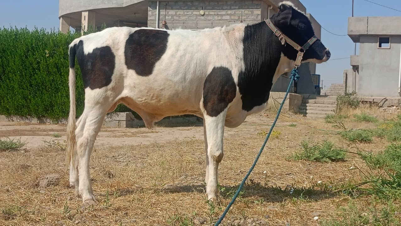 بسم ألله ما شاء الله
حولي هولشتاين مال ربط خشن فول 
عمر سنه و 4 اشهر عملاق مال بيت 
نصاحه اجل شرب على كل عيب 
وين الرباطه اليدورون حلال فول يسوه تعب 
المكان ناحية الزاب قريه اصبيح تحتاني 
الاتصال ***********
موجود توصيل حسب الاتفاق 
ما تعرف قيمه الحلال لا تعلق وتكسر مال العالم يرحم والديك
