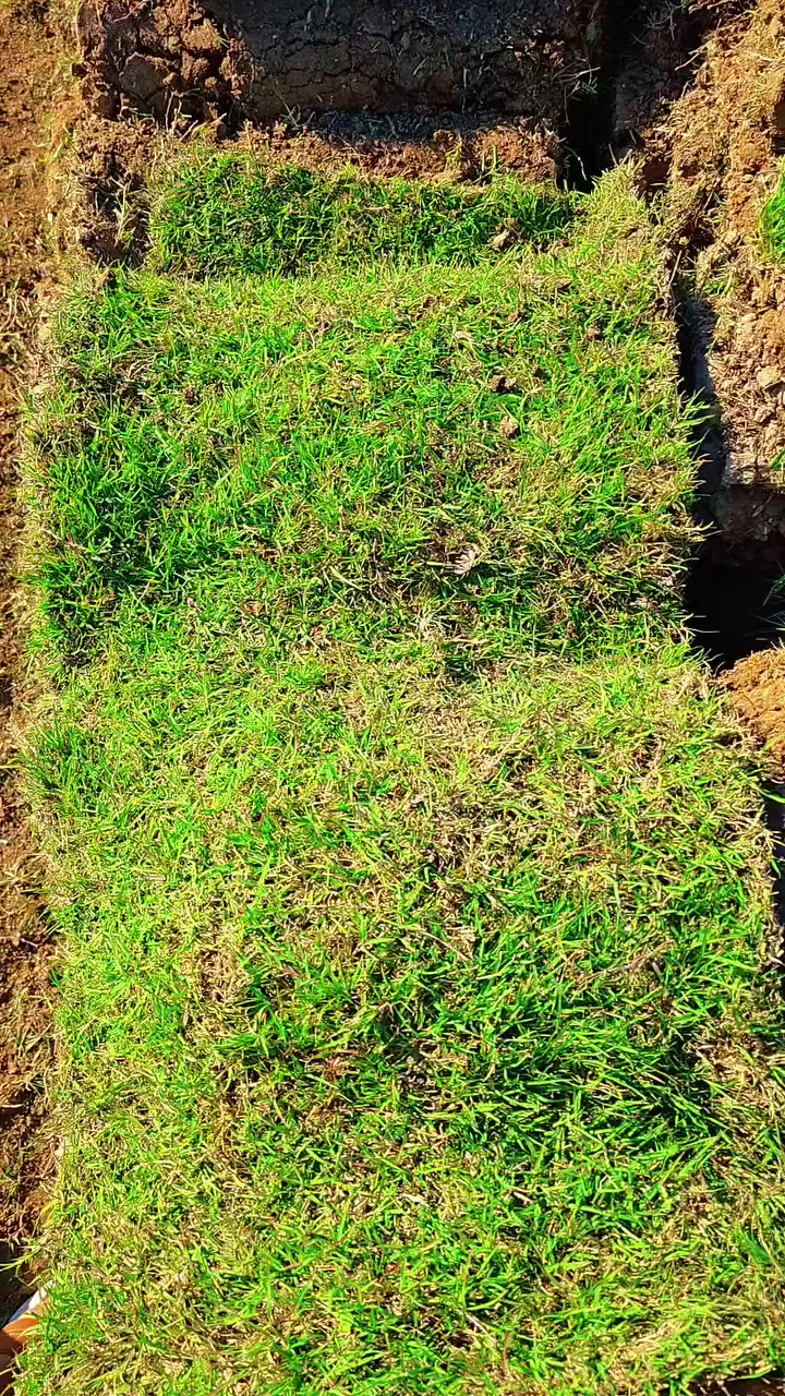 توفر ثيل هندي . في مشتل الرفاعي 
سعر المتر المربع
3.000 دينار 
(توصيل موجود)


**إذا كنت صاحب هذا الإعلان وتريد حذفه لأي سبب، رجاءا أرسل رسالة إلى الدعم الفني**