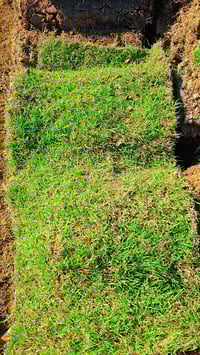 ثيل هندي • مشتل الرفاعي • توصيل موجود