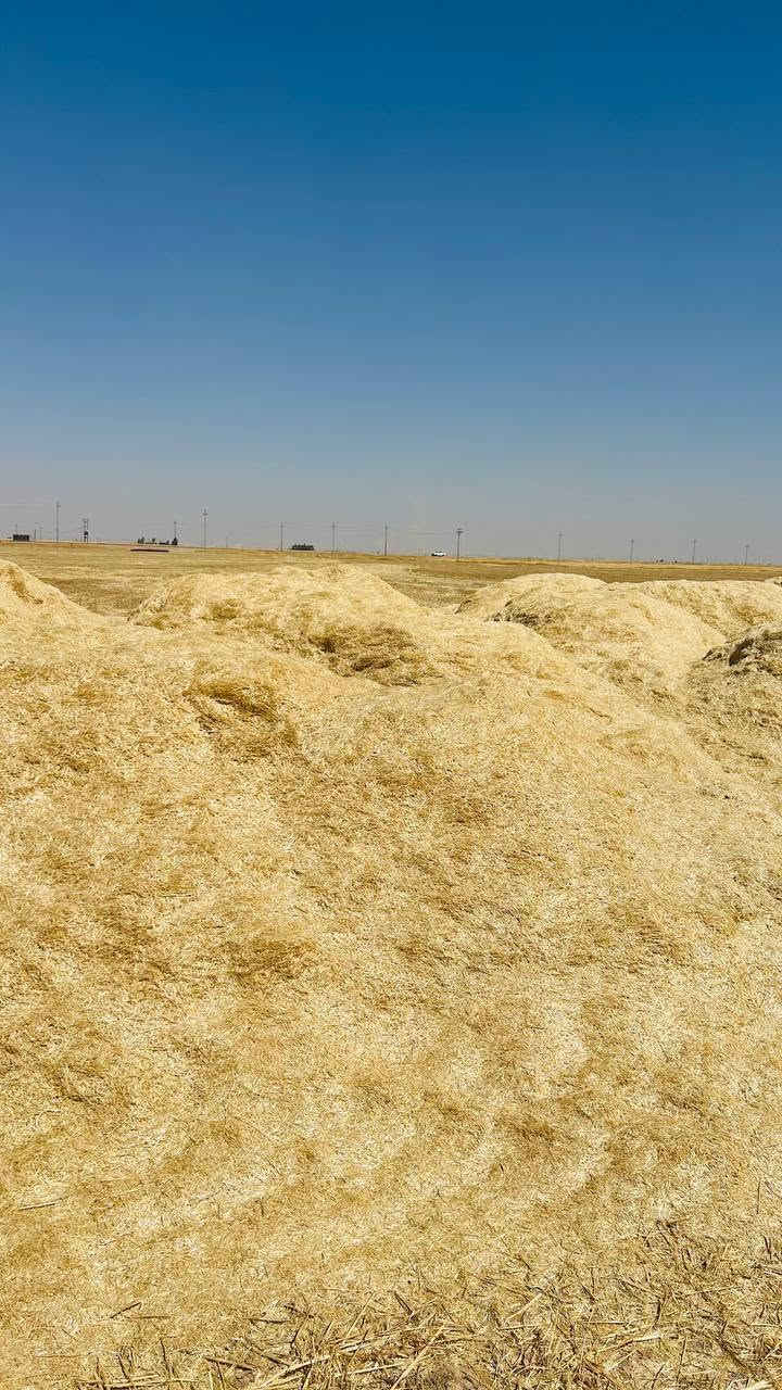 السلام عليكم تبن للبيع درجه اولى مال السنه نظيف وابيض مال دراسه ومليان حنطه سقي مرشه متوفره جميع الاحجام والاسعار مناسبه ويوجد توصيل ال كل المحافظات ومجانييي التوصيل لل استفسار اتصل بل رقم

 ***********

