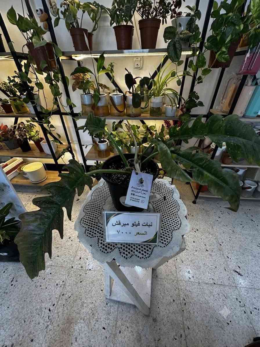 وجبة نباتات 🪴 جديدة  نظيفة تم ملائمتها لاجواء المنزل  🏡 وتسميدها قبل العرض
 سارعو بالحجز قبل نفاذ القطع مع هدية 🎁 بسيطة للطلبات التي تتجاوز ال ٢٥٠٠٠


**إذا كنت صاحب هذا الإعلان وتريد حذفه لأي سبب، رجاءا أرسل رسالة إلى الدعم الفني**