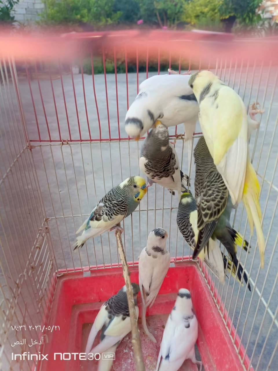 سلام عليكم لعدد11 سعرهن مناسب


**إذا كنت صاحب هذا الإعلان وتريد حذفه لأي سبب، رجاءا أرسل رسالة إلى الدعم الفني**