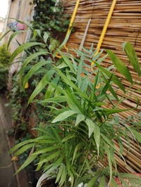 شمدورة • نبات داخلي • الكوت