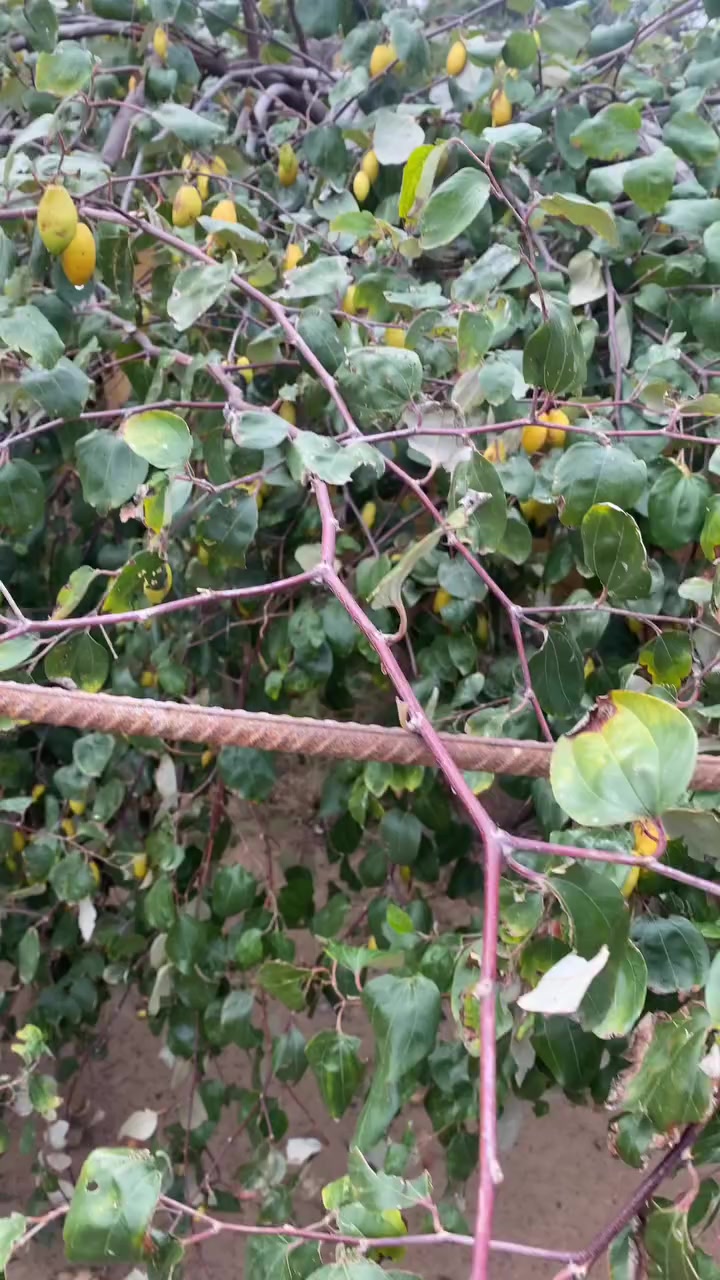 متابعه وشراف مزارع السدر النبك في مجميع محافظات العراق ***********. تطعيم سدر تطعيم الحمضيات
